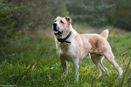 Среднеазиатская овчарка Чак, 4года