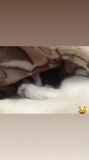 Кошка в дар