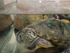 Красноухая водная черепаха объявление продам