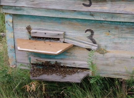 Продам пасеку, пчелосемьи с ульями, рамки - фотография № 4