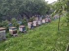 Ульи с мёдом пчёлы пасека 65 семей