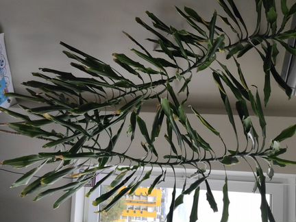 Комнатный цветок Юкка