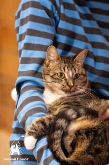 Кошка, которая гуляет сама по себе, в добрые руки