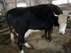 Коров