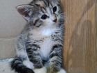 Котенок от сибирской кошки объявление продам