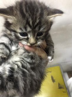 Котята в добрые руки даром