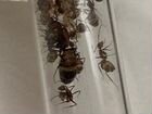 Camponotus Nicobarensis муравьи, туркменские тарак