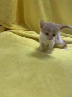 Котята в добрые руки, девочка-брюнетка и 3 цветных