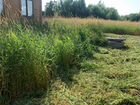 Покос травы, поросли, кустарников триммером объявление продам