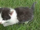 Котята 1 месяц от кошки крысоловки