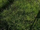 Покос травы на участках объявление продам