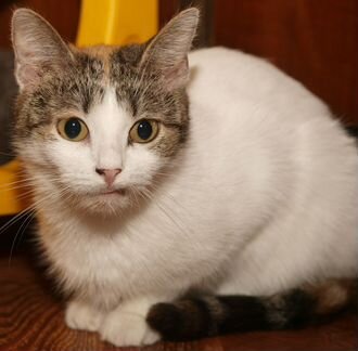 Трехцветная кошка молодая кошка Эльза, 1.5 года