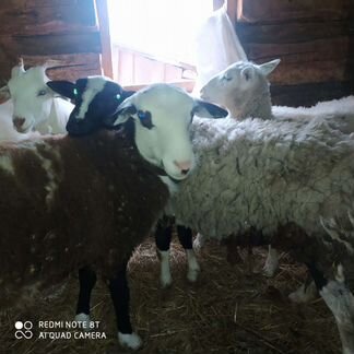 Овцы бараны, козел ламанча - фотография № 2