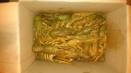 Живые и вареные раки, доставка или самовывоз