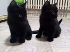 Котята чёрные