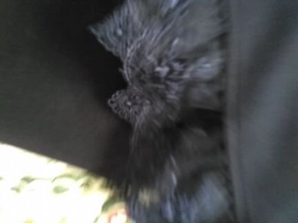 Шикарный школьный костюм- французский стиль-р152-1