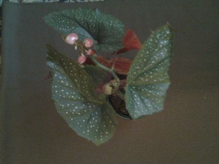 Столетник, алое вера и другое