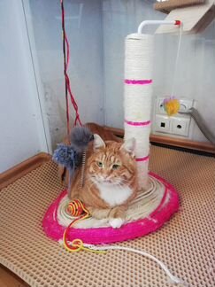 Поиски кошачьего счастья