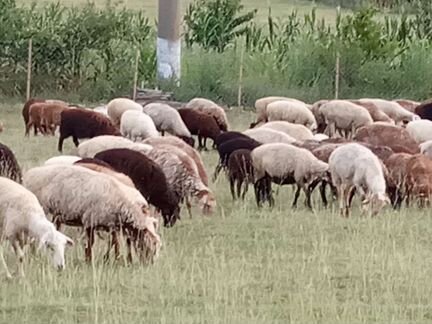 Овцы бараны - фотография № 4