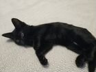 Черный котенок девочка 2,5 мес