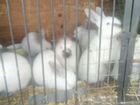 Кролики,калифорнийская порода объявление продам