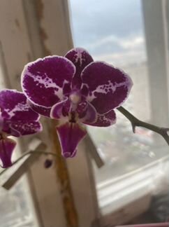 Орхидея фаленопсис мультифлора