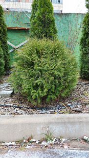 Хвойные растения