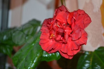 Китайская роза с бесплатной доставкой