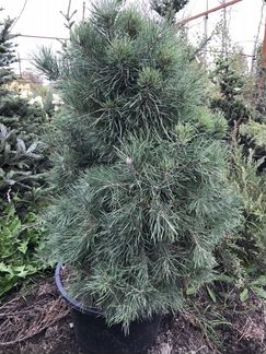 Сосна обыкновенная Extra