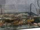 Красноухая черепаха (2 шт) бесплатно с аквариумом