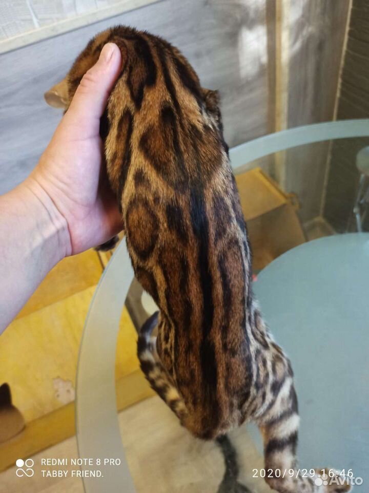 Бенгальская