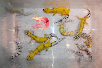 Малыши эублефаров разных морф