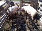 Свиньи матки супоросные объявление продам