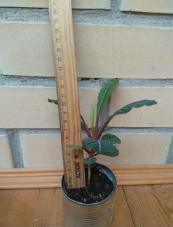 Молочай беложильчатый (эуфорбия)