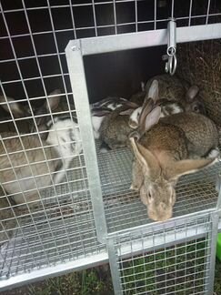 Кролики, крольчатина - фотография № 1