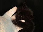 Котята в добрые руки бесплатно черные