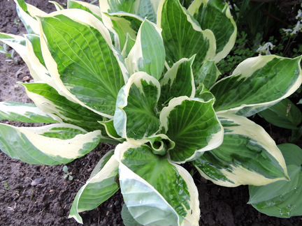 Хосты садовые