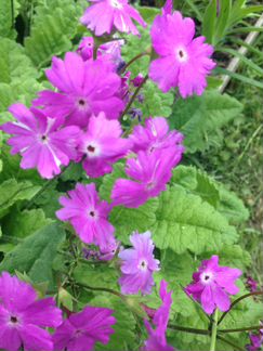 Примулы Зибольда примула Юлии